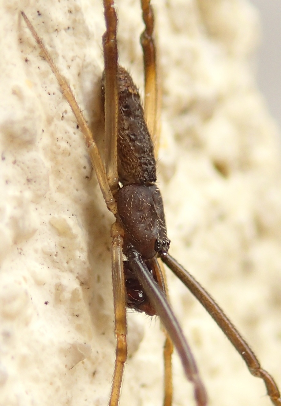 Episinus truncatus maschio